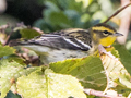Blackburnian Warbler